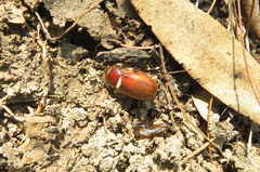 Scarabaeidae