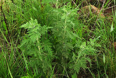 Artemisia afra