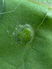 Phylloxera pilosula