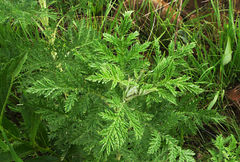 Artemisia afra