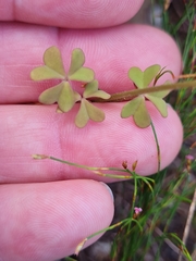 Oxalis dentata