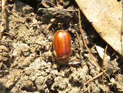 Scarabaeidae