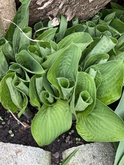 Hosta