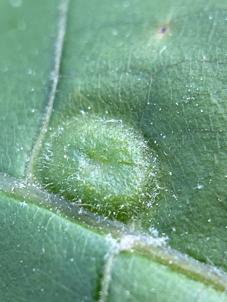 Phylloxera pilosula