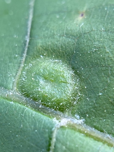 Phylloxera pilosula
