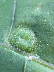 Phylloxera pilosula