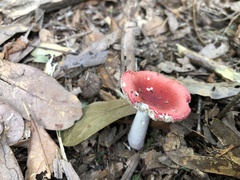 Russula silvestris