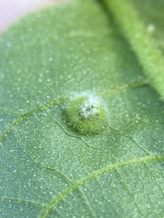 Phylloxera pilosula