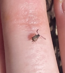 Megacerus impiger