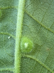 Phylloxera pilosula