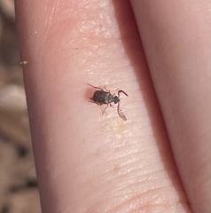 Megacerus impiger