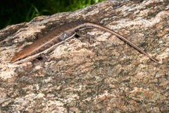 Trachylepis varia