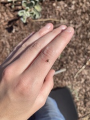 Megacerus impiger