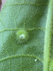 Phylloxera pilosula