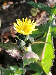 Sonchus oleraceus