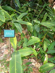 Heliconia subulata