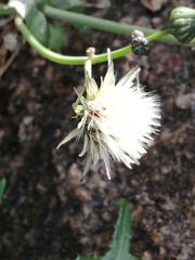 Sonchus oleraceus