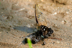 Charaxes cithaeron