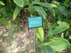 Heliconia subulata