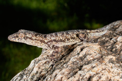 Hemidactylus platycephalus