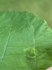 Phylloxera pilosula