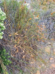 Willdenowia incurvata