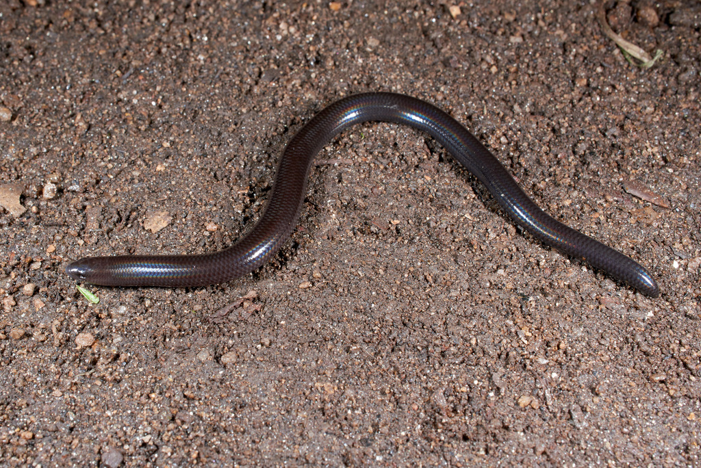 Loveridge's Limbless Skink