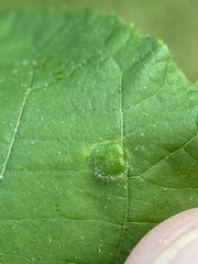 Phylloxera pilosula