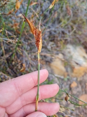 Willdenowia incurvata