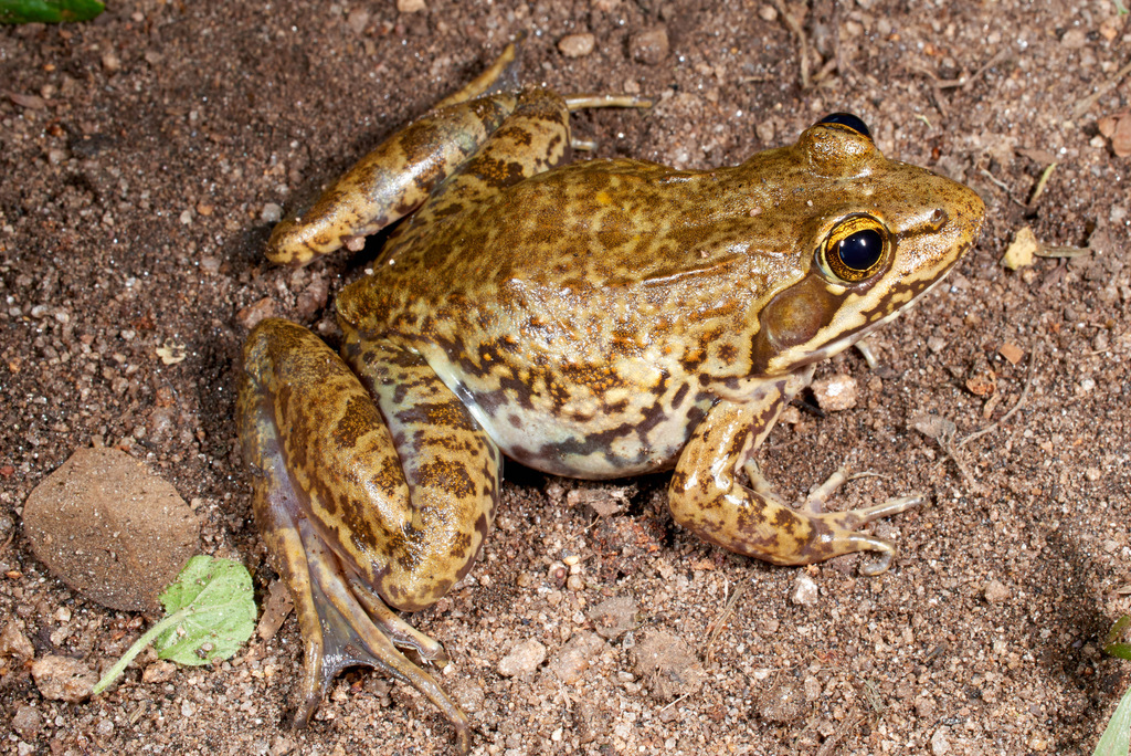 Nutt's River Frog