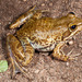 Nutt's River Frog - Photo (c) michelemenegon, some rights reserved (CC BY-NC)