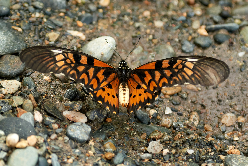 Giant African Swallowtail