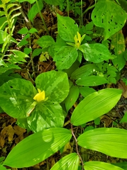 Trillium luteum