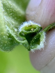Phylloxera pilosula