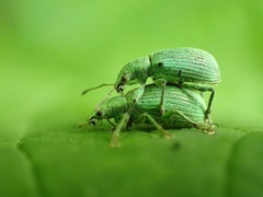 Polydrusus planifrons