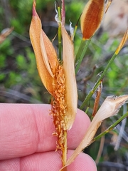 Willdenowia incurvata