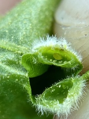 Phylloxera pilosula