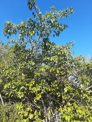 Searsia chirindensis