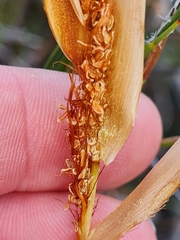 Willdenowia incurvata