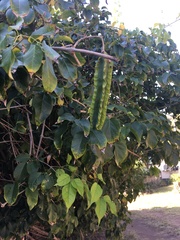 Cuspidaria lateriflora