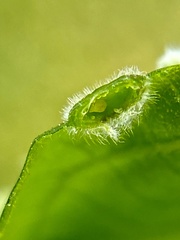 Phylloxera pilosula