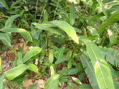 Heliconia subulata