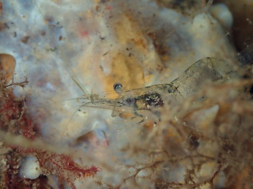 Atlantic ditch shrimp, photo 7 of 7