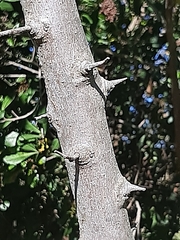 Searsia chirindensis