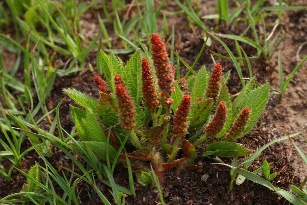 Acalypha glandulifolia Buchinger & Meisn. ex C.Krauss