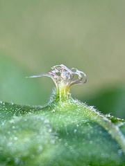 Phylloxera caryaesepta