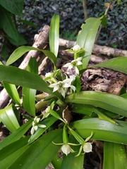 Prosthechea radiata