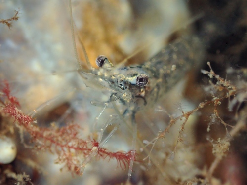Atlantic ditch shrimp, photo 2 of 7