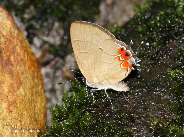 Strand's Groundstreak