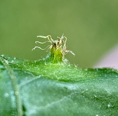 Phylloxera caryaesepta